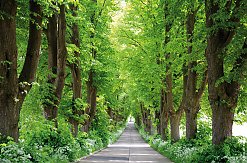 Historische Allee auf Usedom