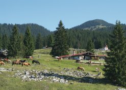 Winklmoosalm