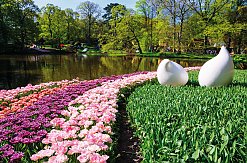 Im Keukenhof, Lisse