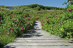Dünenwanderweg auf Wangerooge