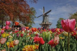 Windmühle auf dem Keukenhof