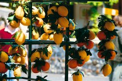Zitronen und Orangen
