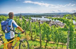 Ausblick von den Weinbergen aus auf Rüdesheim