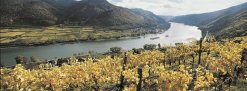 Herbst an der Donau
