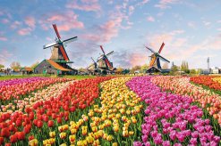 Tulpenfeld im Museumsdorf in Zaanse Schans