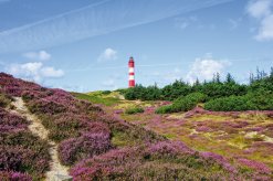 Blühende Heide auf Amrum