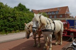 Pferdekutsche auf Juist