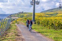 Fahrradfahren in den Rüdesheimer Weinbergen 