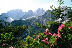 Almrosenblüte am Wilden Kaiser
