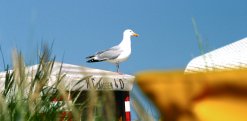 Möwenrast auf einem Strandkorb