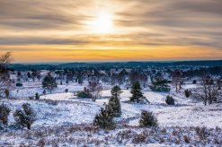 Lüneburger Heide im Winter