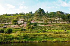 Weinberg an der Saale bei Naumburg