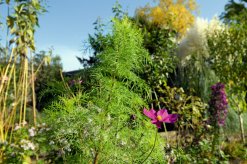 Landesgartenschau Neuss 2026 - Botanischer Garten