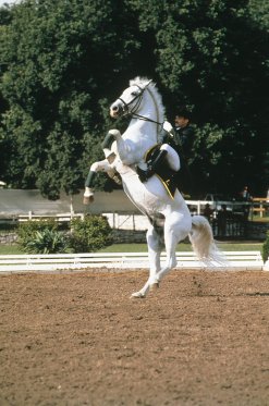 Vorführung in Lipica