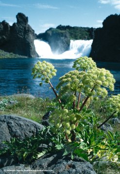 Wasserfall in Island
