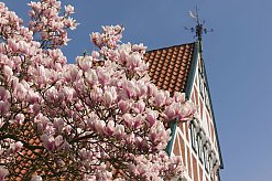Kirschblüte in Jork