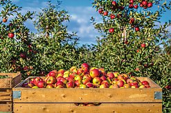 Apfelernte im Alten Land